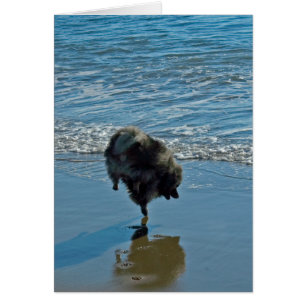 Keeshond Ballet Photograph - Cute Original Dog Art
