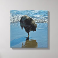 Keeshond Ballet Photograph - Cute Original Dog Art