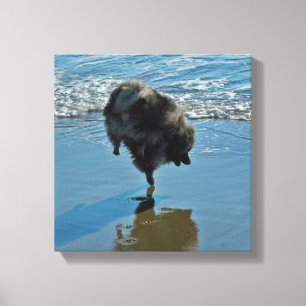 Keeshond Ballet Photograph - Cute Original Dog Art Canvas Print