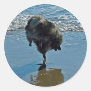 Keeshond Ballet Photograph - Cute Original Dog Art Classic Round Sticker