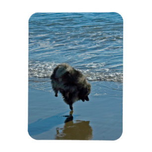 Keeshond Ballet Photograph - Cute Original Dog Art Magnet