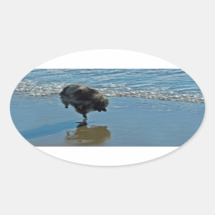 Keeshond Ballet Photograph - Cute Original Dog Art Oval Sticker