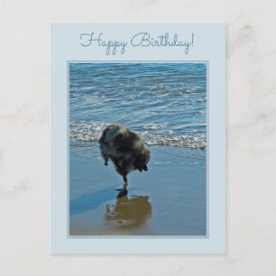 Keeshond Ballet Photograph - Cute Original Dog Art Postcard