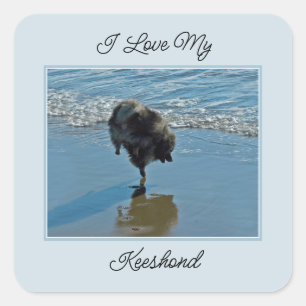 Keeshond Ballet Photograph - Cute Original Dog Art Square Sticker