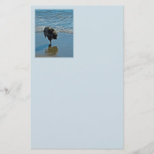 Keeshond Ballet Photograph - Cute Original Dog Art Stationery
