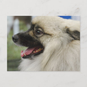 Keeshond Dog  Postcard