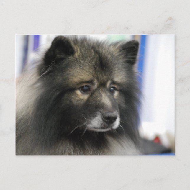 Keeshond Dog Postcard (Front)