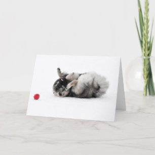 Keeshond Greeting Card