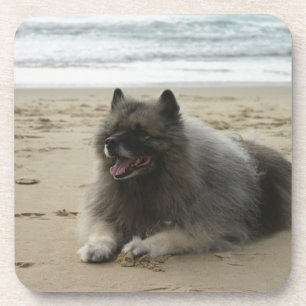 keeshond on beach.png coaster