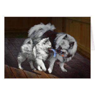Keeshond Playtime Painting - Cute Original Dog Art