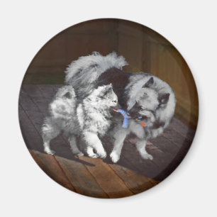 Keeshond Playtime Painting - Cute Original Dog Art Magnet