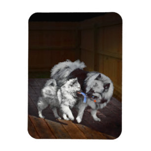 Keeshond Playtime Painting - Cute Original Dog Art Magnet