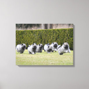 Keeshond puppies running canvas print