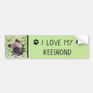 Keeshond Puppy in the Garden Painting Original Art Bumper Sticker