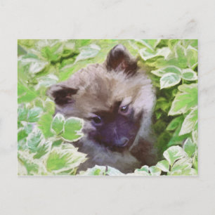 Keeshond Puppy in the Garden Painting Original Art Postcard