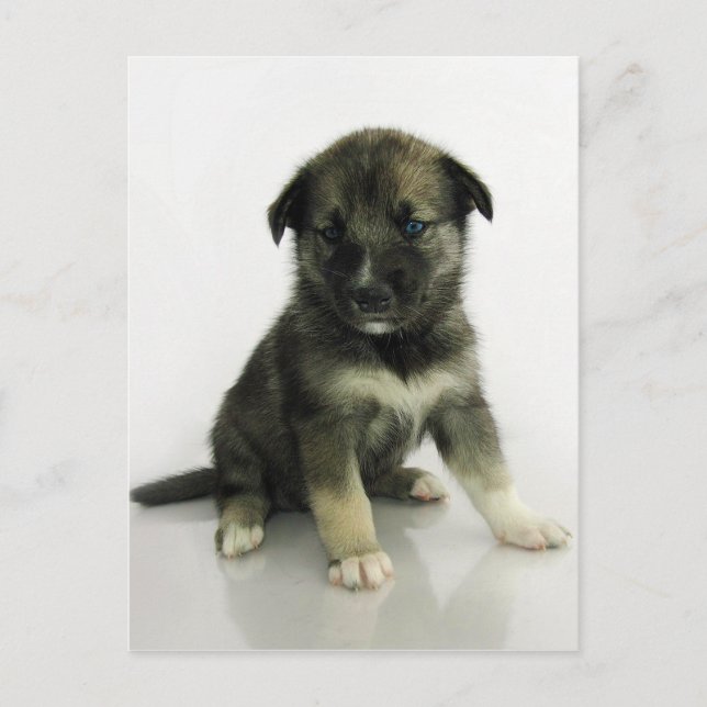 Keeshond Siberian Husky Crossbreed Puppy Postcard (Front)