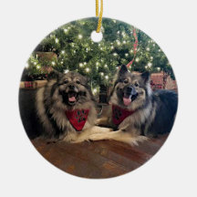 Keeshond with Christmas Tree