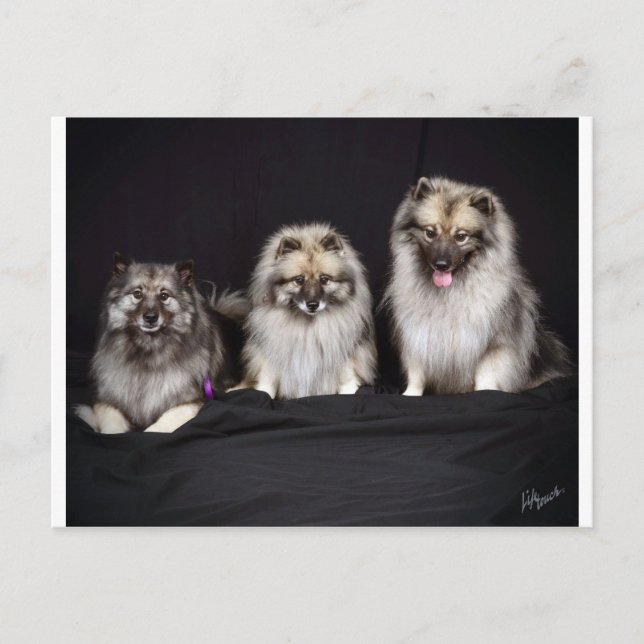 Keeshonden "For Keeps!" Postcard (Front)