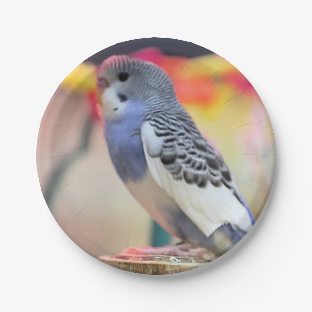 Keet Paper Plate (Front)