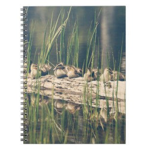 Kelly Nickels Photography / Ducks on a log Notebook