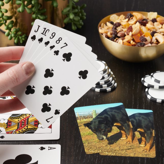 Kelpie Sooky Face,   Playing Cards (In Situ)