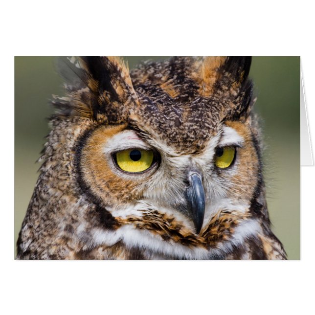 Kendall County, Texas. Great Horned Owl (Front Horizontal)