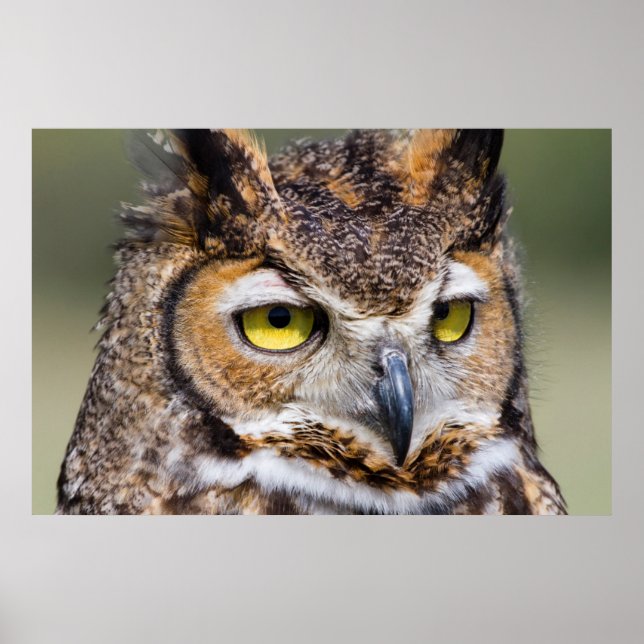 Kendall County, Texas. Great Horned Owl Poster (Front)