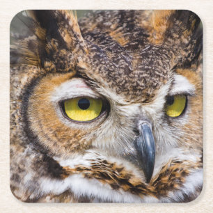 Kendall County, Texas. Great Horned Owl Square Paper Coaster