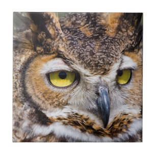 Kendall County, Texas. Great Horned Owl Tile