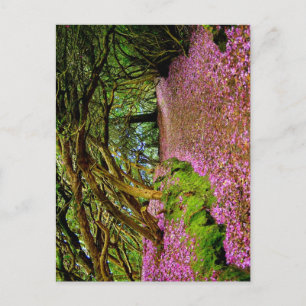 Kenmare Fairy Road Postcard