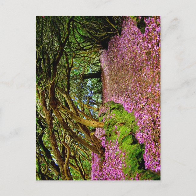 Kenmare Fairy Road Postcard (Front)