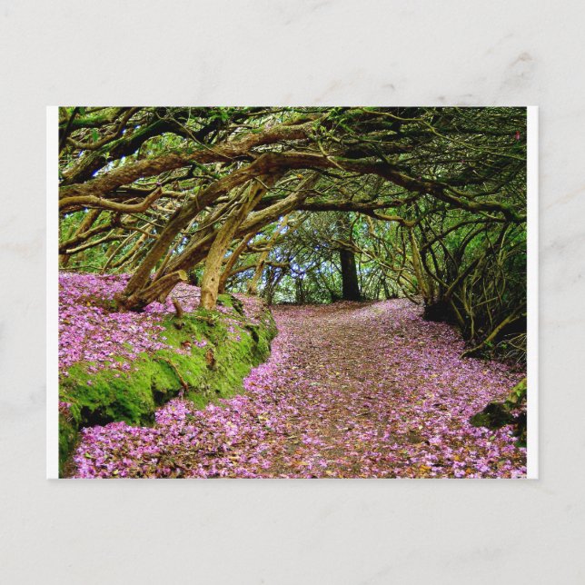 Kenmare Rhododendron Tunnel Postcard (Front)
