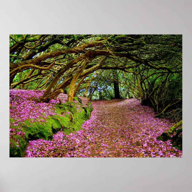 Kenmare  Rhododendron Tunnel - The... - Customised Poster (Front)