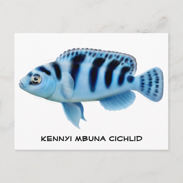 Kennyi African Cichlid Postcard (Front)