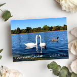 Kensignton Gardens Pond | The royal Park LONDON UK Postcard<br><div class="desc">Beautiful two white swans swimming in the round pond in Kensington Gardens Royal Park London UK - photography postcard - Sept 2019 - photo by Anka</div>