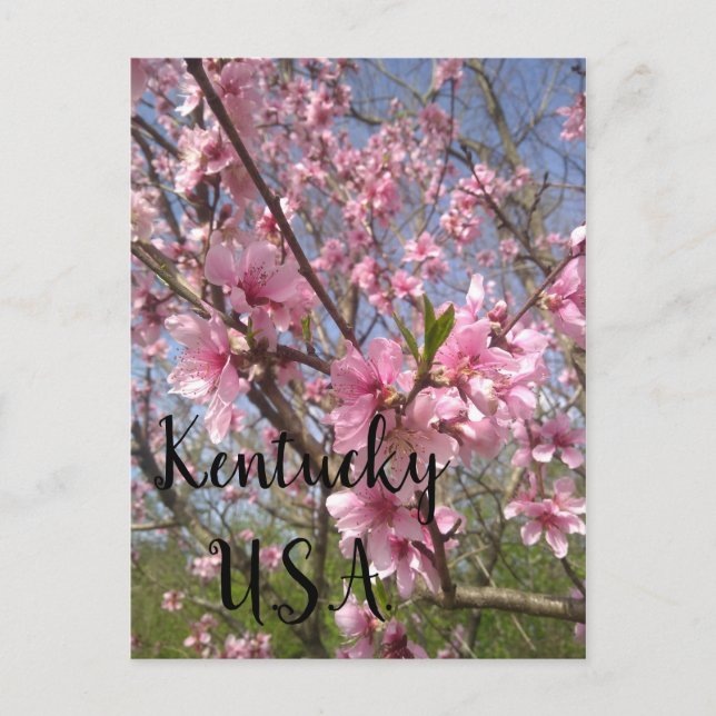 Kentucky USA Holiday Postcard (Front)
