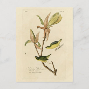 Kentucky Warbler from Audubon's Birds of America Postcard
