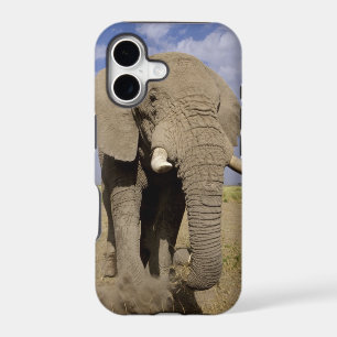 Kenya: Amboseli National Park, male elephant