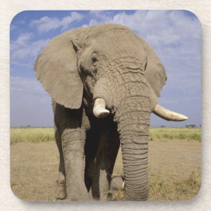 Kenya: Amboseli National Park, male elephant Coaster
