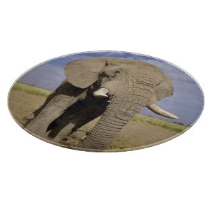 Kenya: Amboseli National Park, male elephant Cutting Board