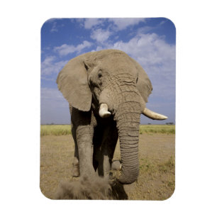 Kenya: Amboseli National Park, male elephant Magnet
