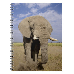 Kenya: Amboseli National Park, male elephant Notebook