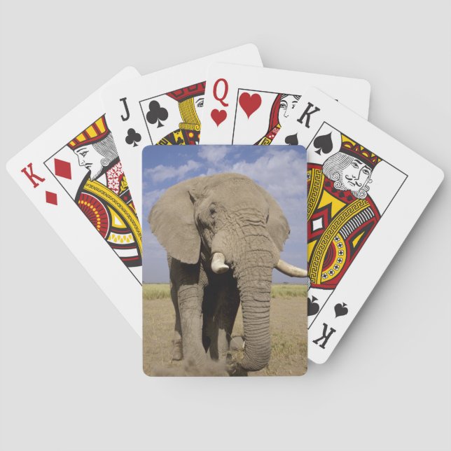 Kenya: Amboseli National Park, male elephant Playing Cards (Back)