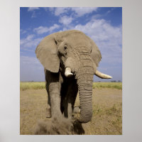 Kenya: Amboseli National Park, male elephant