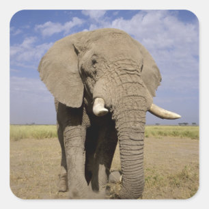 Kenya: Amboseli National Park, male elephant Square Sticker