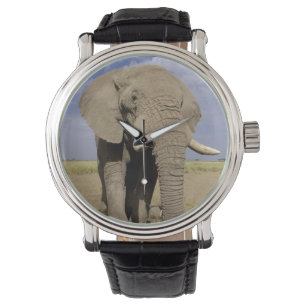 Kenya: Amboseli National Park, male elephant Watch
