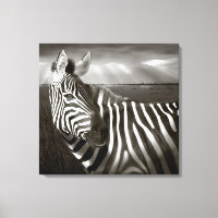 Kenya. Black & white of zebra and plain.