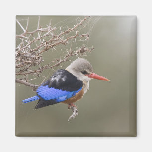 Kenya. Close-up of grey-headed kingfisher Magnet