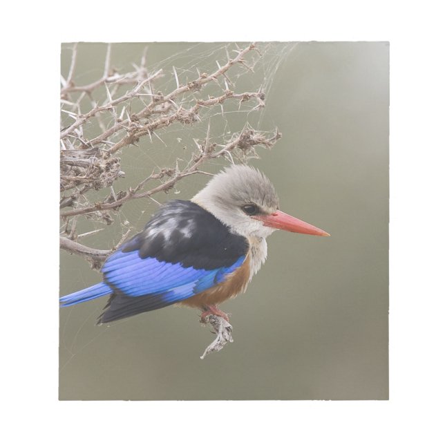 Kenya. Close-up of grey-headed kingfisher Notepad (Front)
