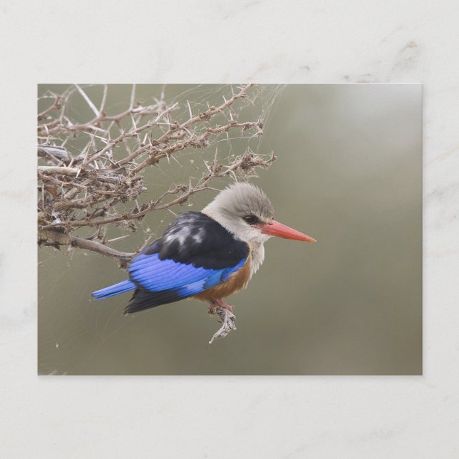 Kenya. Close-up of grey-headed kingfisher Postcard (Front)